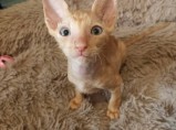 Котёнок Корниш рекс мальчик / Астрахань