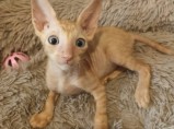 Котёнок Корниш рекс мальчик / Астрахань