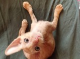 Котёнок Корниш рекс мальчик / Астрахань