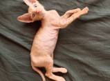 Котёнок Корниш рекс мальчик / Астрахань