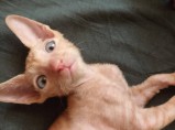 Котёнок Корниш рекс мальчик / Астрахань