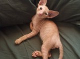 Котёнок Корниш рекс мальчик / Астрахань